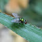 green bottle fly