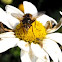 Tachina Fly