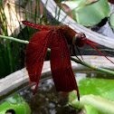 Red Grasshawk