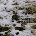 Belding's Ground Squirrel
