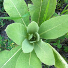 Common mullein