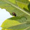 Swamp Milkweed Leaf Beetle