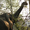 African Elephant