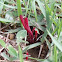 Clavaria