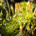 Bryophyta Moss