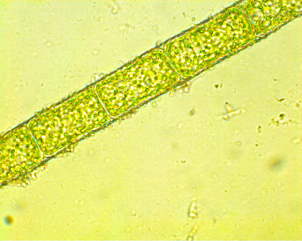 Microspora Project Noah