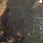 Minnows