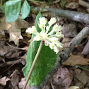 Wild Leek