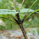 Common Red Ant