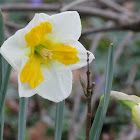 daffodil
