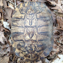 Red-eared Slider