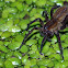Wolf Spider
