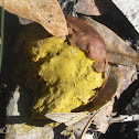 Orange-Staining Puffball