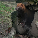 Bush dog