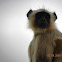 Hanuman langur
