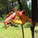 North American Pitcher Plant