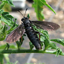 Soldier fly?
