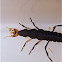Ground Beetle Larva