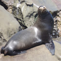 California Sea Lion     male