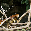 Matschie's Tree-kangaroo