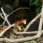 Matschie's Tree-kangaroo