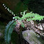 Christmas Fern