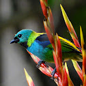 Green-headed Tanager