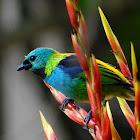 Green-headed Tanager