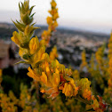 albaida