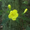False Foxglove