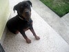 Rottweiler Busca Novia