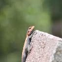 Indian rock agama