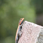 Indian rock agama