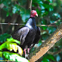 Turkey Vulture