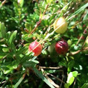 Cranberry