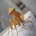 Praying mantis