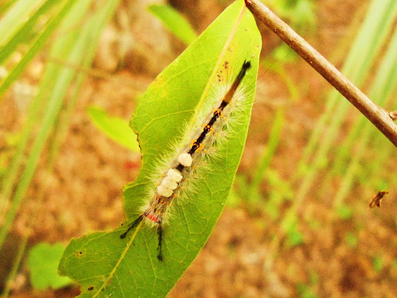 Spotting Image 1