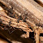 Army Ants