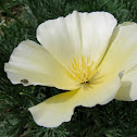 White California Poppy
