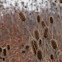 Teasel