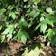 Poison Ivy
