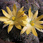 cactus flower