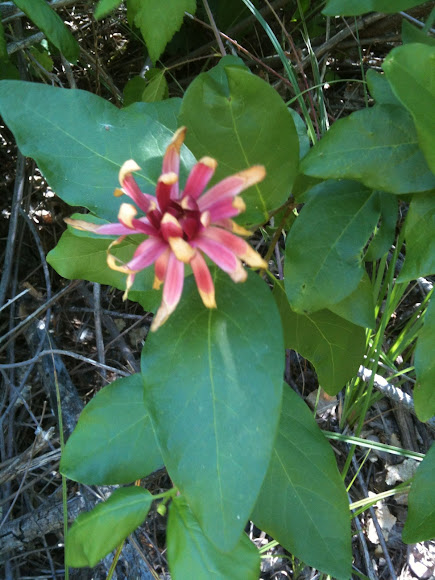 Spotting Image 1