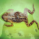 Cane Toad