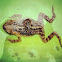 Cane Toad