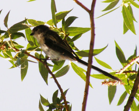 Spotting Image 1