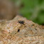 Zebra Jumping Spider