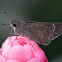 Skipper Butterfly
