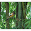 RUFOUS TREEPIE ....