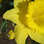 Daffodil